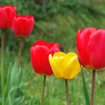 тюльпаны