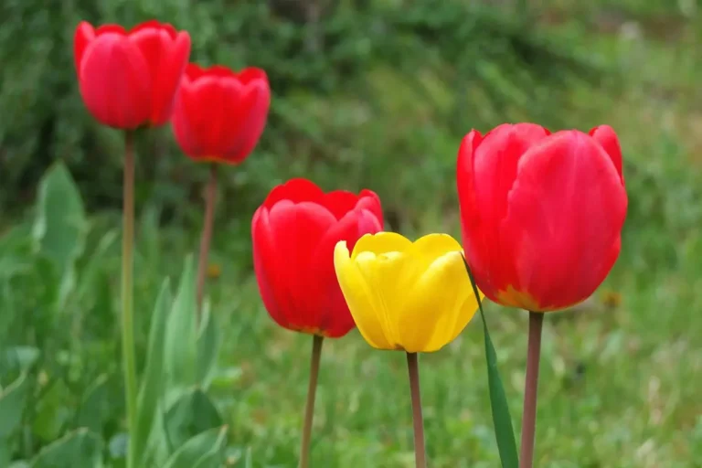 тюльпаны