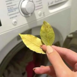 лавровый лист