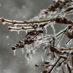 лід на дереві