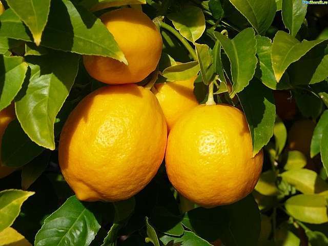 Лимон - оберег от простуды и гриппа