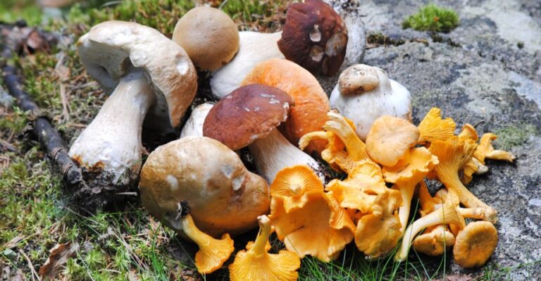 Белые грибы и лисички