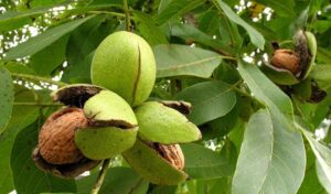 Грецкий орех