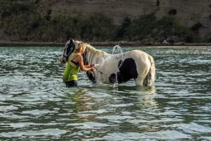 Лошади в речке