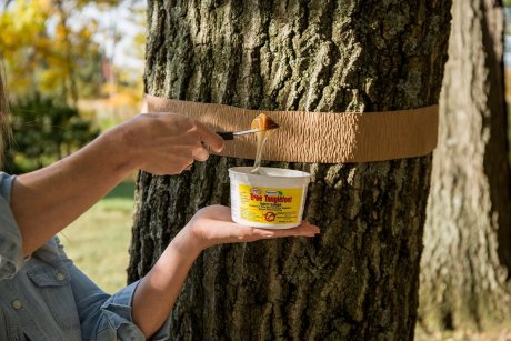 Как сделать ловчий пояс для защиты деревьев от вредителей своими руками?