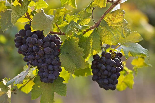 Как ускорить созревание лозы винограда? - На пенсии