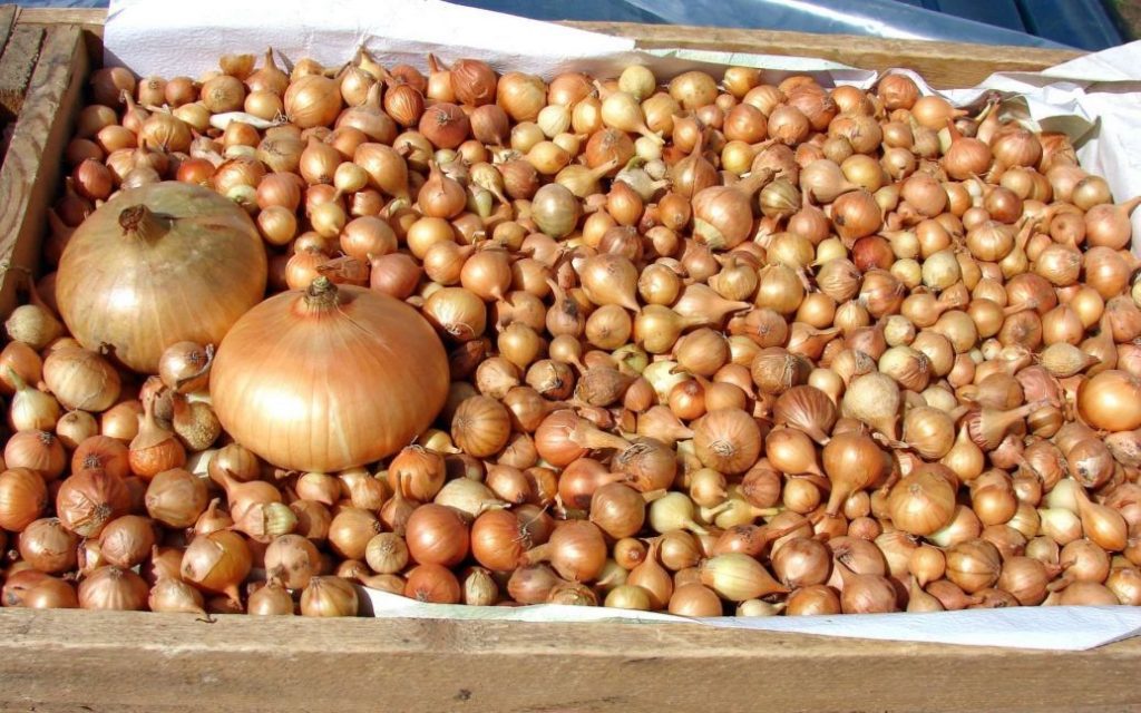 Лук
