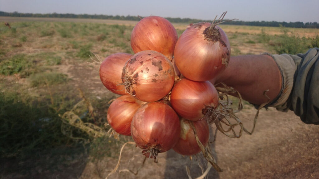 лук