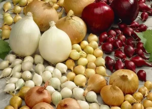 лук разных сортов