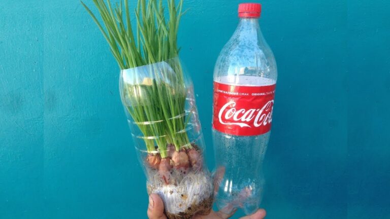 Город на підвіконні: вирощуємо зелену цибулю у пластиковій пляшці