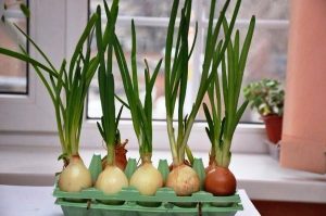 цибуля в яєчних лотках