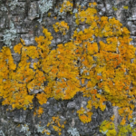 лишайники на дереве