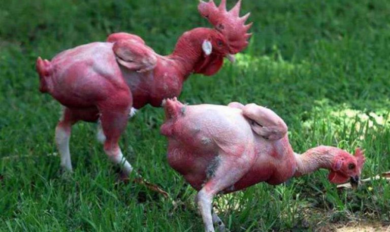 Израильские ученые вывели кур, у которых нет перьев