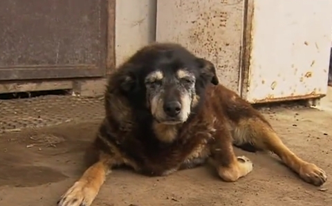 В Австралии нашли собаку-долгожителя