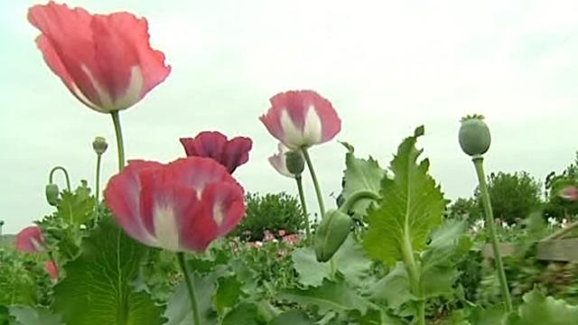 Пенсионерка из Хмельницкой области выращивала плантацию мака