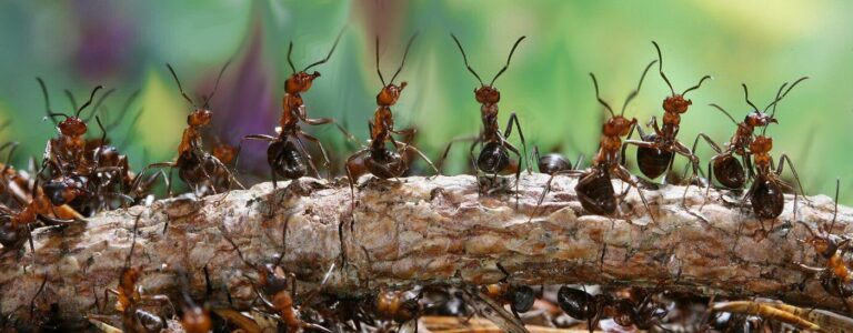 Как избавиться от муравьев с помощью подручных средств
