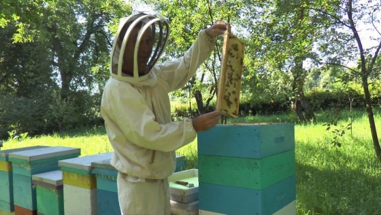 На Прикарпатье собирают лавандовый мед