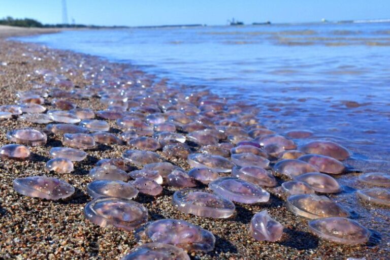 медузы на берегу Черного моря