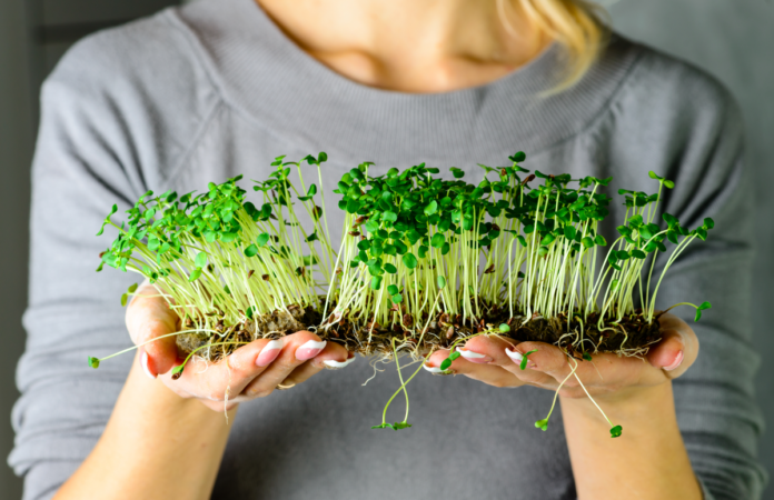 Как вырастить микрозелень