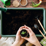 місячний посівний календар на січень 2026