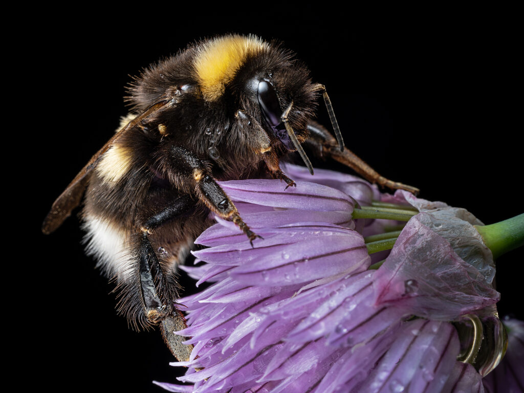 мохнатый шмель