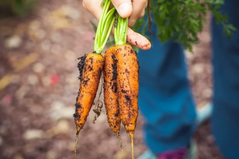 Морковь выращивание
