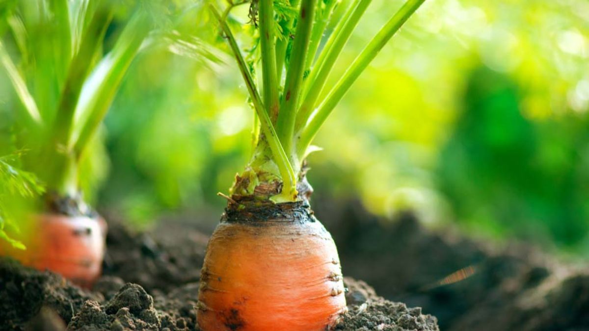 Как посеять морковь осенью – секреты огородников - На пенсии