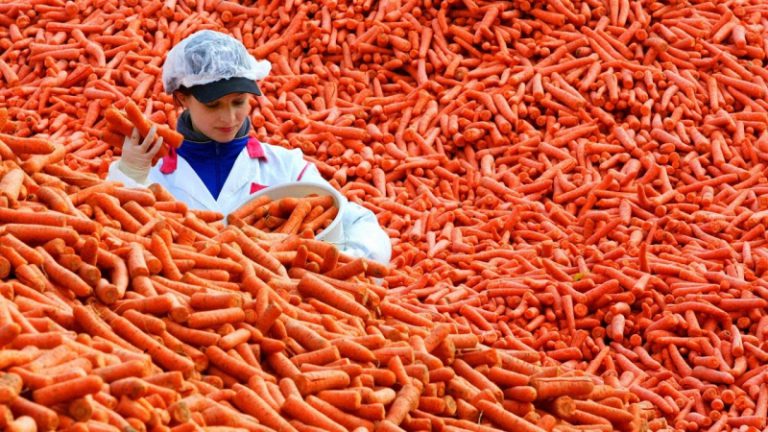 На Херсонщине ожидают рекордные урожаи моркови и томатов