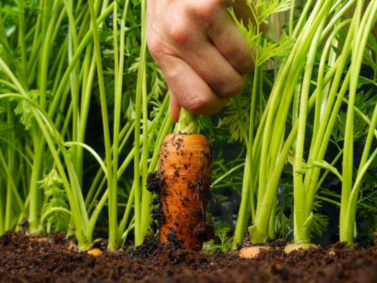 Чем нужно полить морковь для хорошего урожая: корнеплоды будут крупными и вкусными