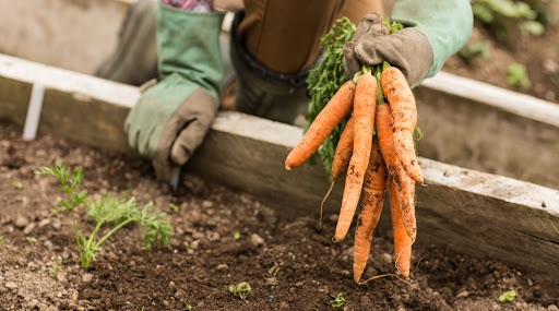 Херсонский фермер в январе посеял морковь