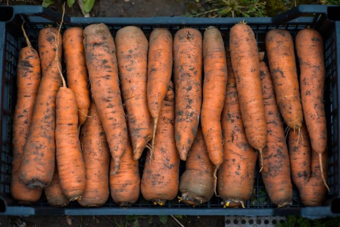 Сохранить морковь поможет чеснок
