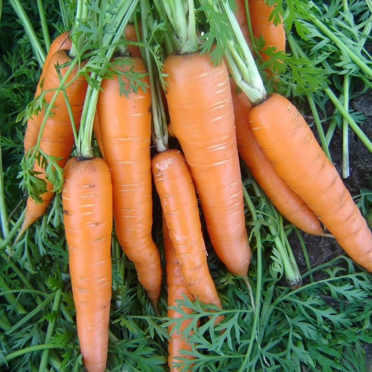 Когда сеять морковь