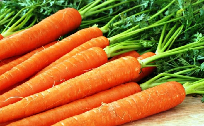 Когда сеять морковь для получения корнеплодов для зимнего хранения