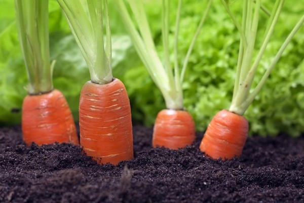 Эксперты назвали самое благоприятное время для посева моркови