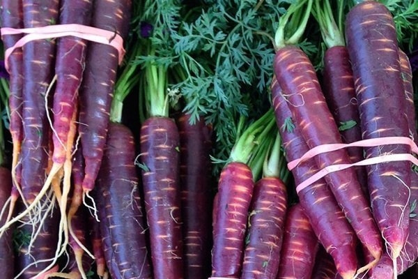 Израильские фермеры успешно возделывают разноцветную морковь