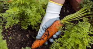 морква на городі