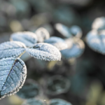 морозна погода