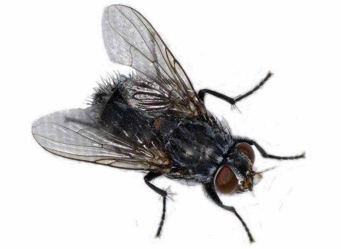 Так ли опасна домашняя муха?