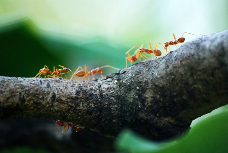 муравьи на дереве