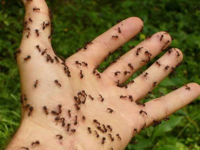 мурахи на городі