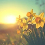 нарциссы