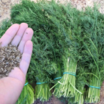 насіння кропу