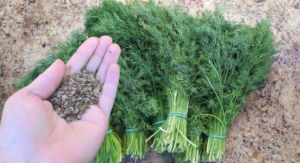 семена укропа