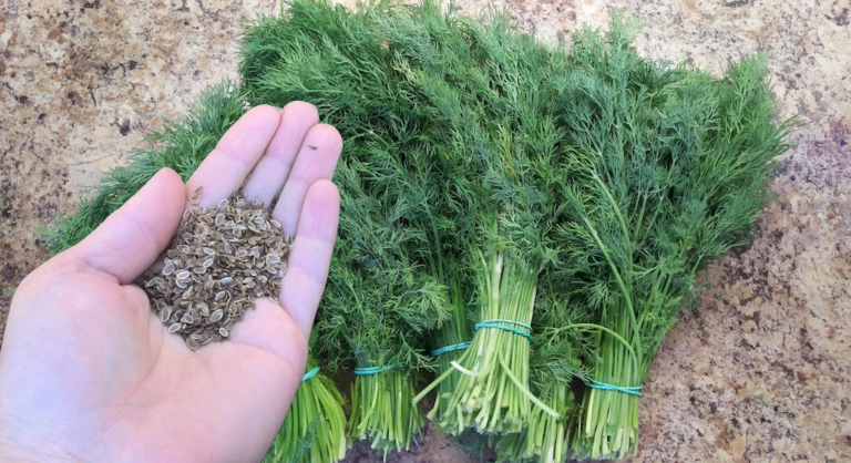 семена укропа