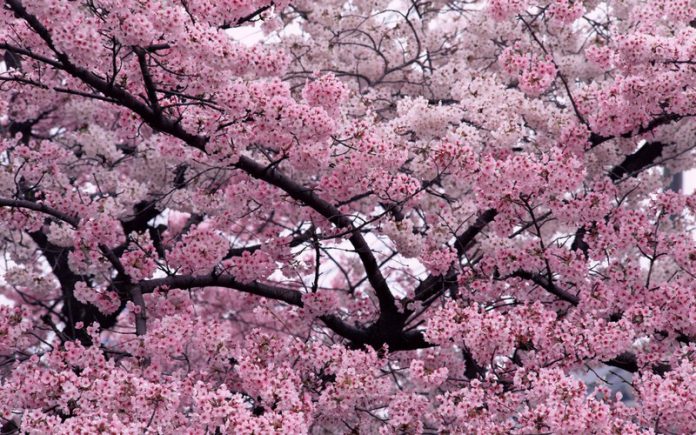 Розовое дерево омолодит организм