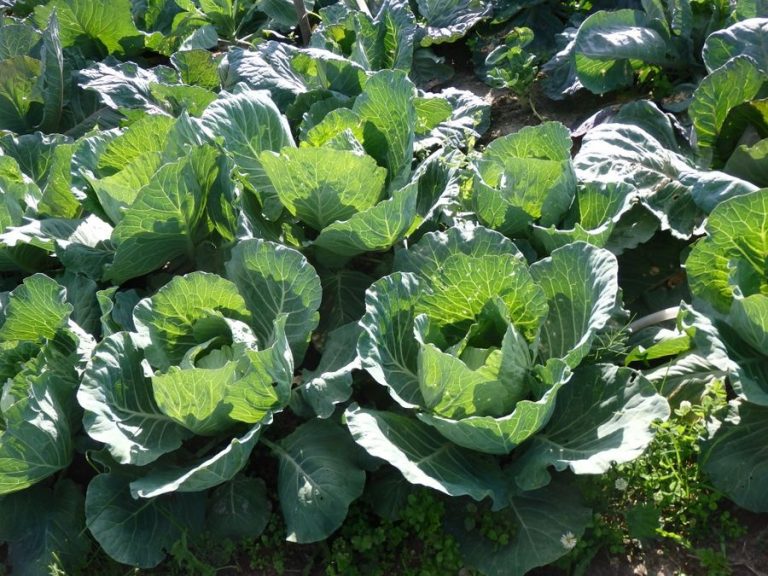 Не в’яжуться качани в капусти: як вирішити проблему та врятувати врожай