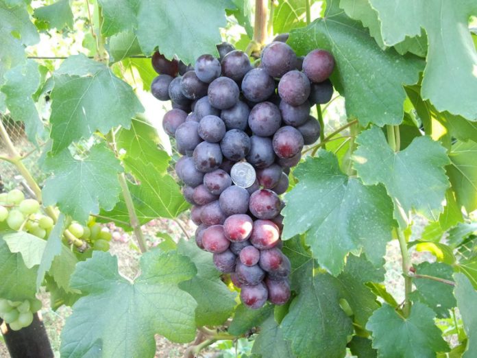 Опытное мнение: самый надежный сорт винограда
