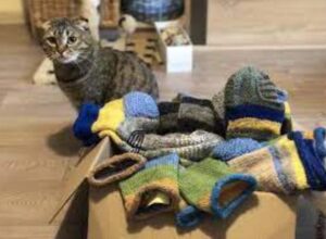 носки на фронт