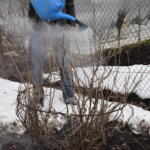 обливання окропом кущів смородини