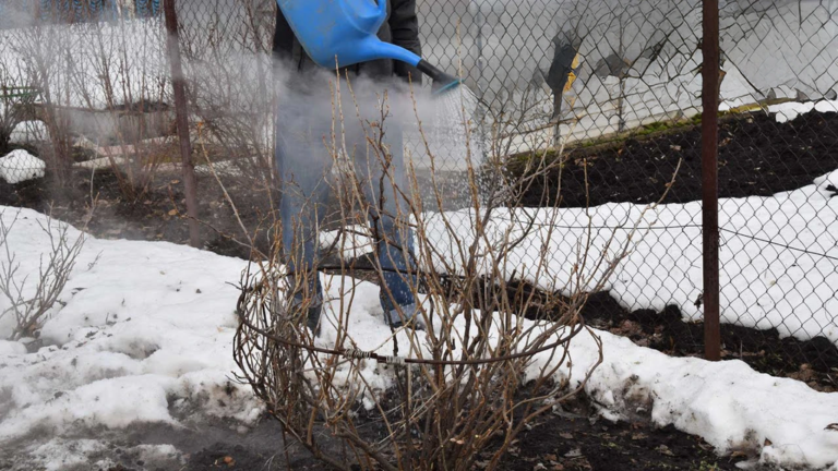 обливание кустов смородины кипятком